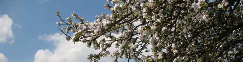 Blühender Apfelbaum